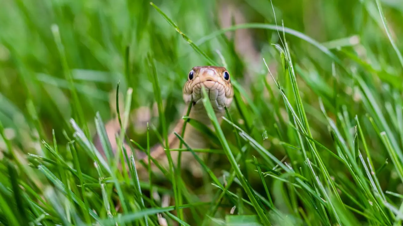 Estas 3 serpientes nativas del Edomex son venenosas y luchan por no extinguirse. Foto: Canva / Red de Investigación y Divulgación de Anfibios y Reptiles MX