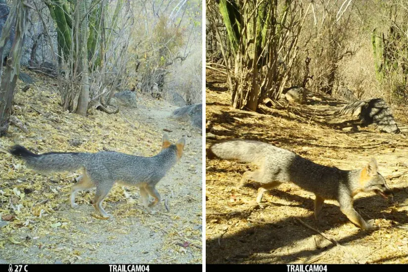 Foto: Reserva de la Biosfera Sierra La Laguna / Facebook