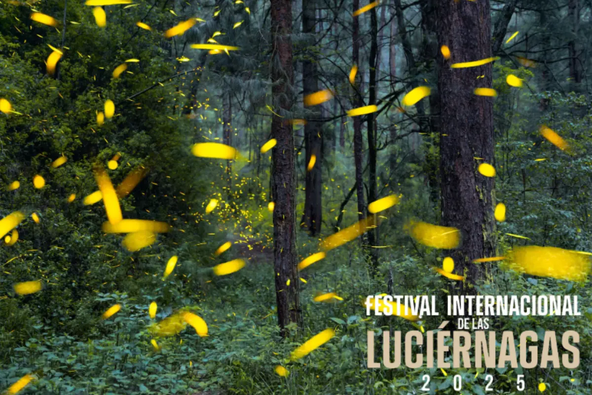 Disfruta del Festival de las Luciérnagas en el Estado de México. Foto: X (@enriquenoriega)