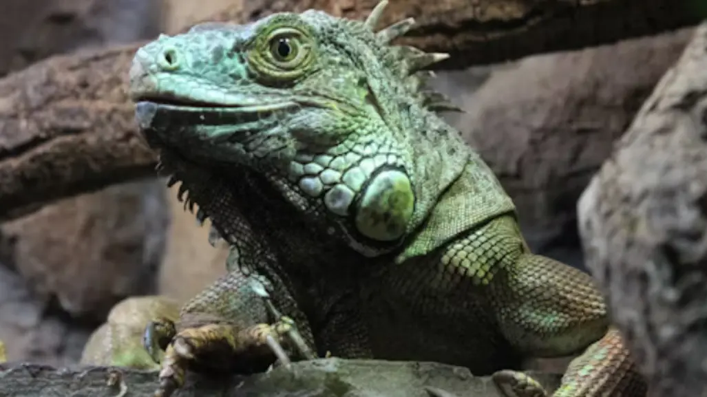 Este animal nativo de Tamaulipas tiene 3 ojos y puede regenerar su cola