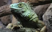 Este animal nativo de Tamaulipas tiene 3 ojos y puede regenerar su cola