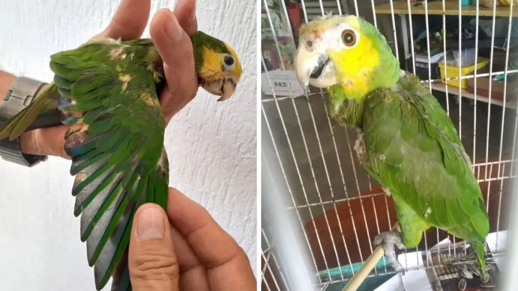 Rescatan a dos loros en Yucatán con lesiones por decolorarles las plumas con químicos
