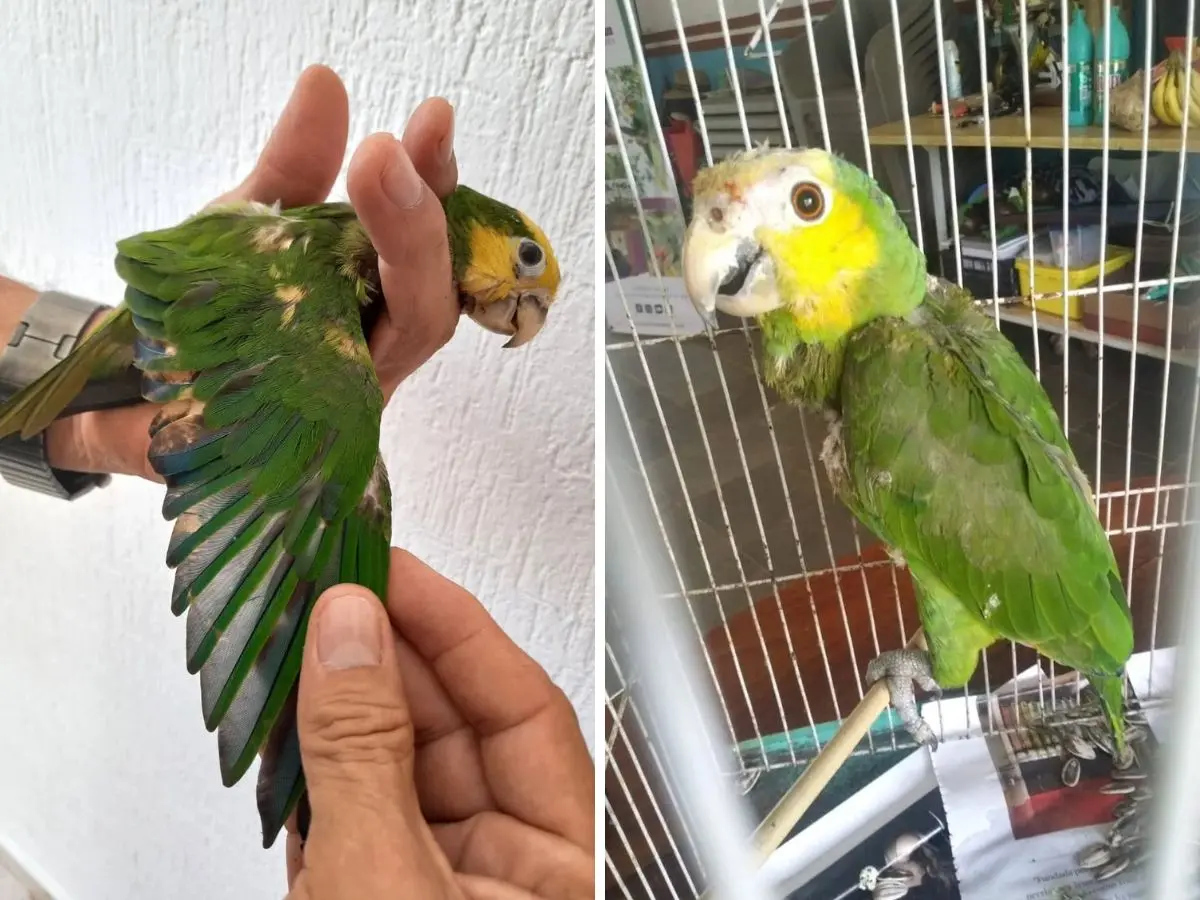 El Proyecto Santa María informó sobre el rescate de dos loros que sufrieron daños con químicos luego de que se les tiñeron las plumas de la cabeza con fines decorativos.- Fuente Proyecto Santa María