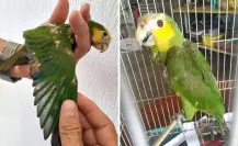 Rescatan a dos loros en Yucatán con lesiones por decolorarles las plumas con químicos