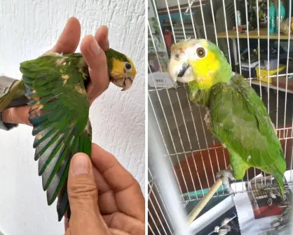 Rescatan a dos loros en Yucatán con lesiones por decolorarles las plumas con químicos