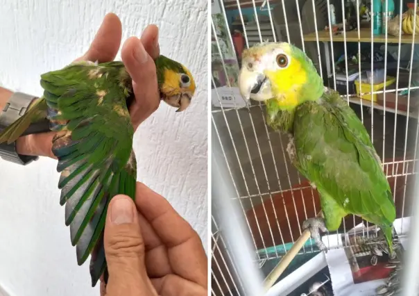 Rescatan a dos loros en Yucatán con lesiones por decolorarles las plumas con químicos