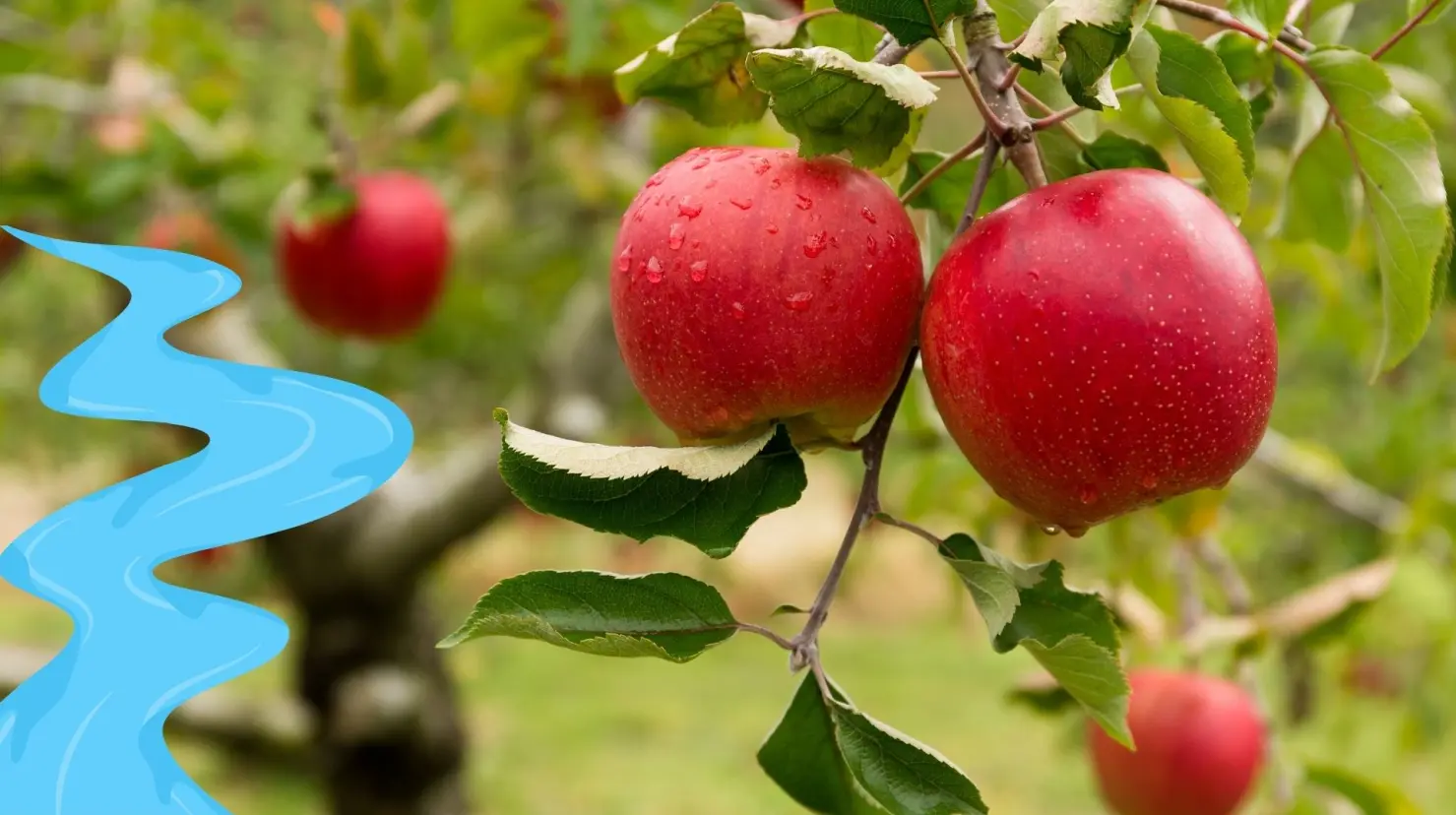 Este río de Durango es importante para la producción de frutas. Foto: Especial.