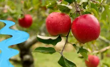 El río de Durango que da vida a la zona frutícola más importante de Durango