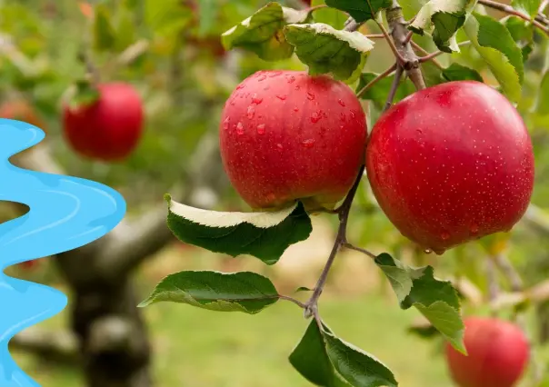 El río de Durango que da vida a la zona frutícola más importante de Durango