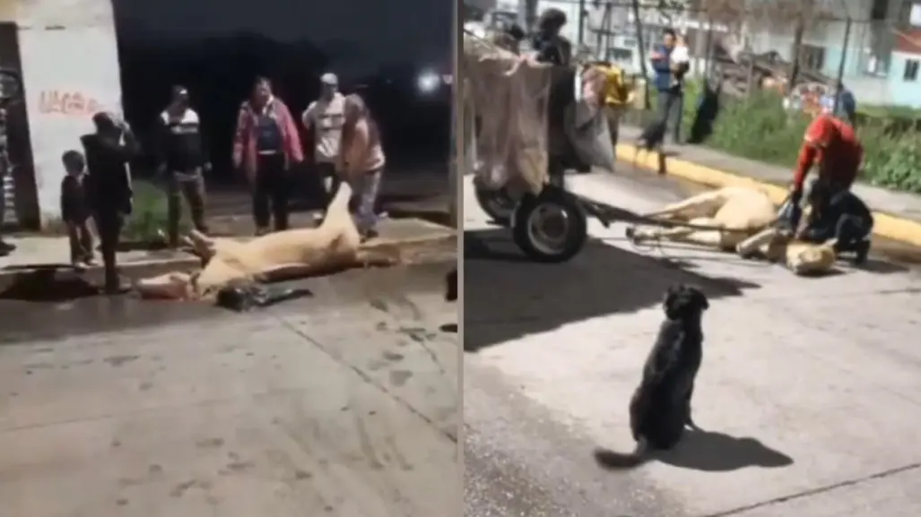 Muere caballo explotado en Tultitlán; exigen a Delfina Gómez cumplir promesas de protección animal