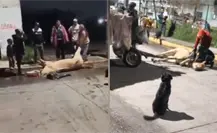 Muere caballo explotado en Tultitlán; exigen a Delfina Gómez cumplir promesas de protección animal Muere caballo explotado en Tultitlán; exigen a Delfina Gómez cumplir promesas de protección animal
