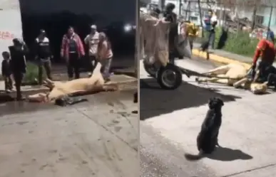 Muere caballo explotado en Tultitlán; exigen a Delfina Gómez cumplir promesas de protección animal