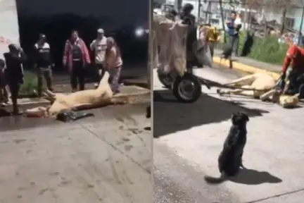 Muere caballo explotado en Tultitlán; exigen a Delfina Gómez cumplir promesas de protección animal Muere caballo explotado en Tultitlán; exigen a Delfina Gómez cumplir promesas de protección animal