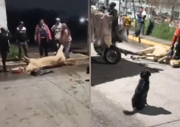 Muere caballo explotado en Tultitlán; exigen a Delfina Gómez cumplir promesas de protección animal