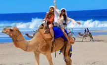 Por menos de 230 pesos: tour en camello y todoterreno en Los Cabos