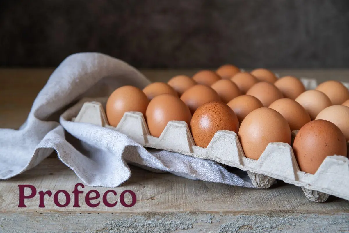 Huevos dentro de su cartón y logo de PROFECO. Foto: Freepik | Canva