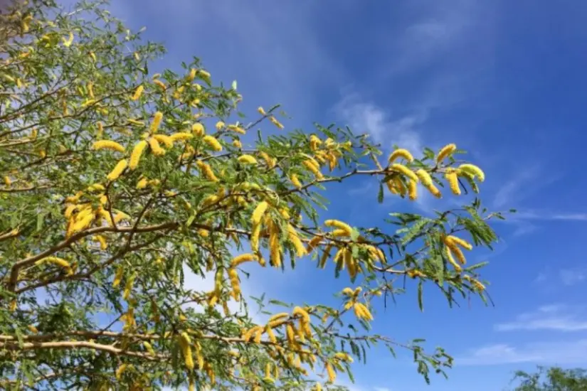 Las vainas del mezquite son alimento para fauna silvestre. Foto: Destinos México