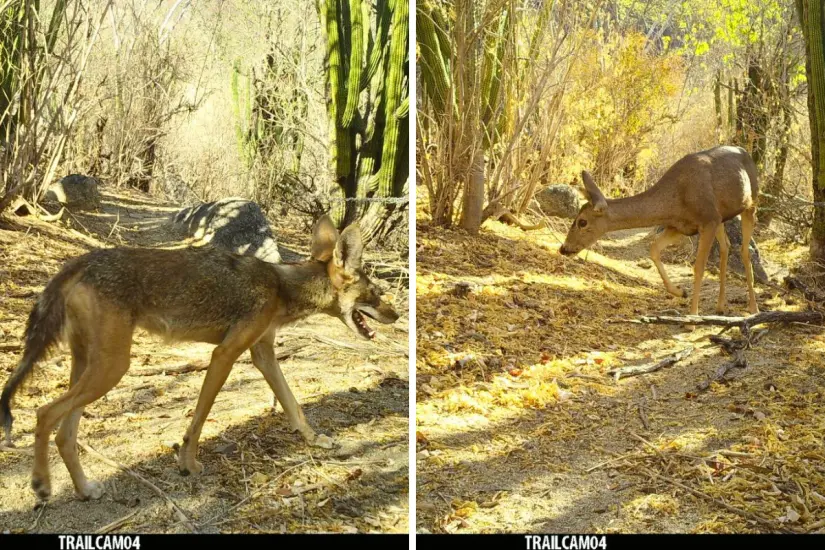Foto: Reserva de la Biosfera Sierra La Laguna / Facebook