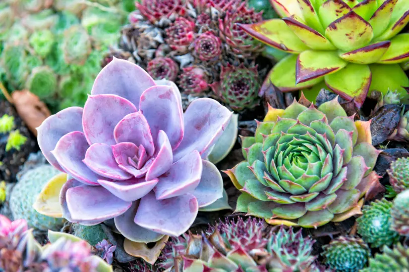 Aprende a usar agua de arroz para asegurar que tus suculentas crezcan fuertes y bellas con facilidad y rapidez. Foto: Canva
