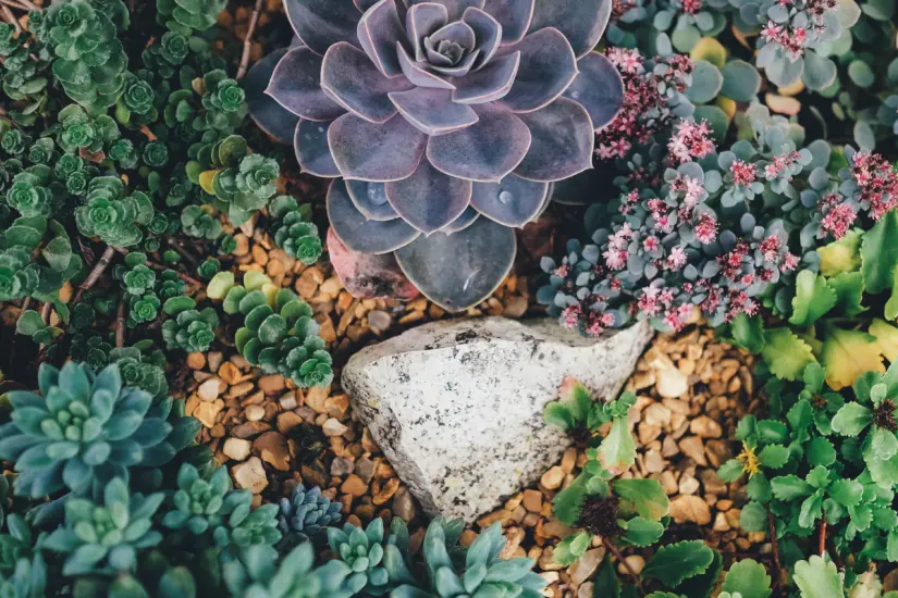 Transformarás tus suculentas con agua de arroz, una solución simple para mantenerlas sanas y vibrantes rápidamente. Foto: Canva
