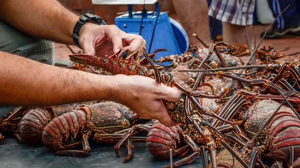 Este es el precio de la langosta para esta temporada de captura en Yucatán