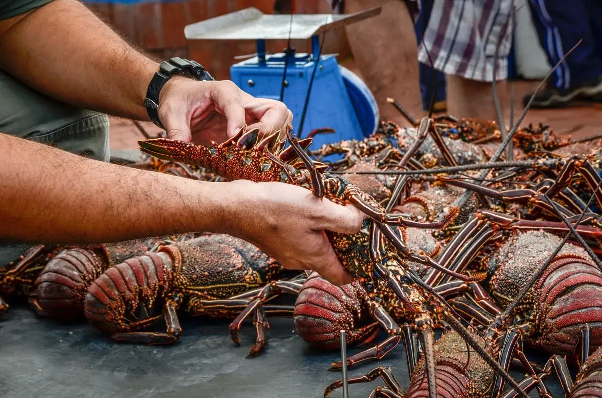¿Dónde se pesca más langosta en Yucatán?. Foto: Alejandra Vargas