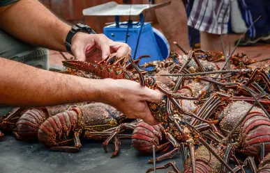 Este es el precio de la langosta para esta temporada de captura en Yucatán