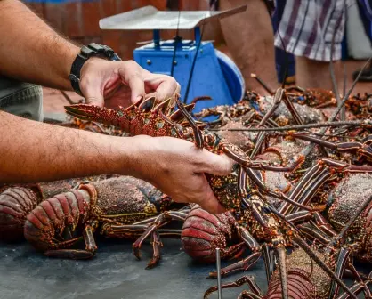 Este es el precio de la langosta para esta temporada de captura en Yucatán