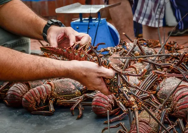 Este es el precio de la langosta para esta temporada de captura en Yucatán