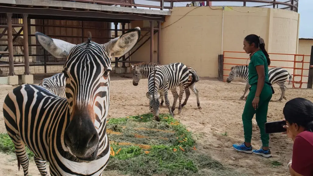 Nace cebra de tres colores en zoológico de Nuevo Laredo