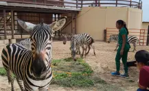 Nace cebra de tres colores en zoológico de Nuevo Laredo