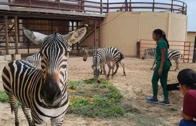 Nace cebra de tres colores en zoológico de Nuevo Laredo