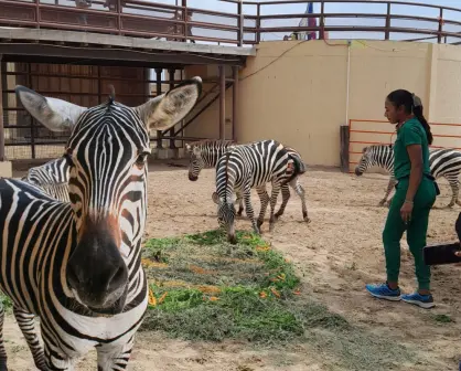 Nace cebra de tres colores en zoológico de Nuevo Laredo
