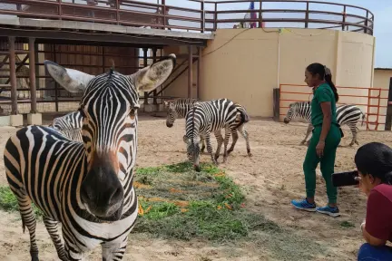 Nace cebra de tres colores en zoológico de Nuevo Laredo Nace cebra de tres colores en zoológico de Nuevo Laredo