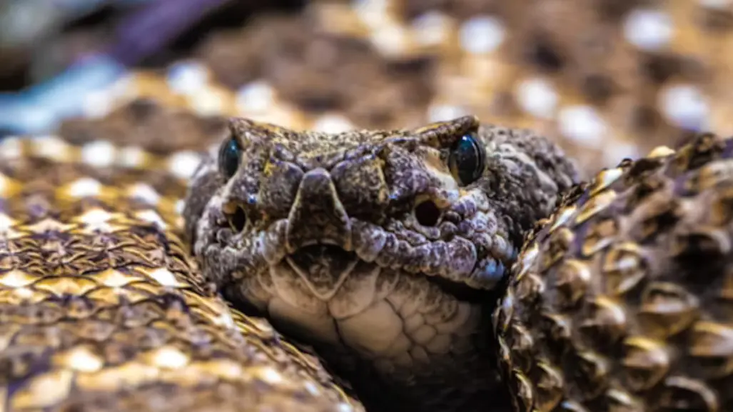 5 animales venenosos de Tamaulipas a los que les debes huir