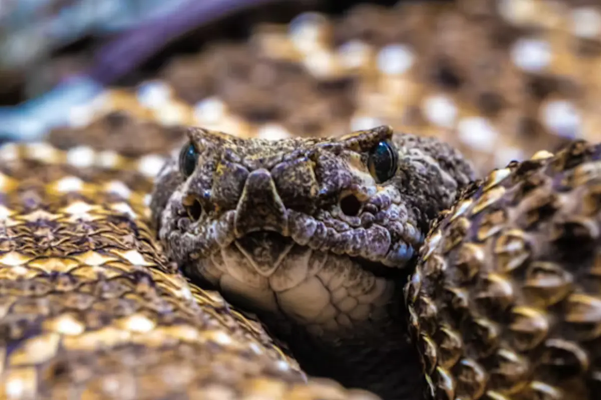 Conoce los riesgos de los animales venenosos en Tamaulipas. Serpientes, arañas, alacranes y sapos peligrosos. ¡Infórmate!Unsplash