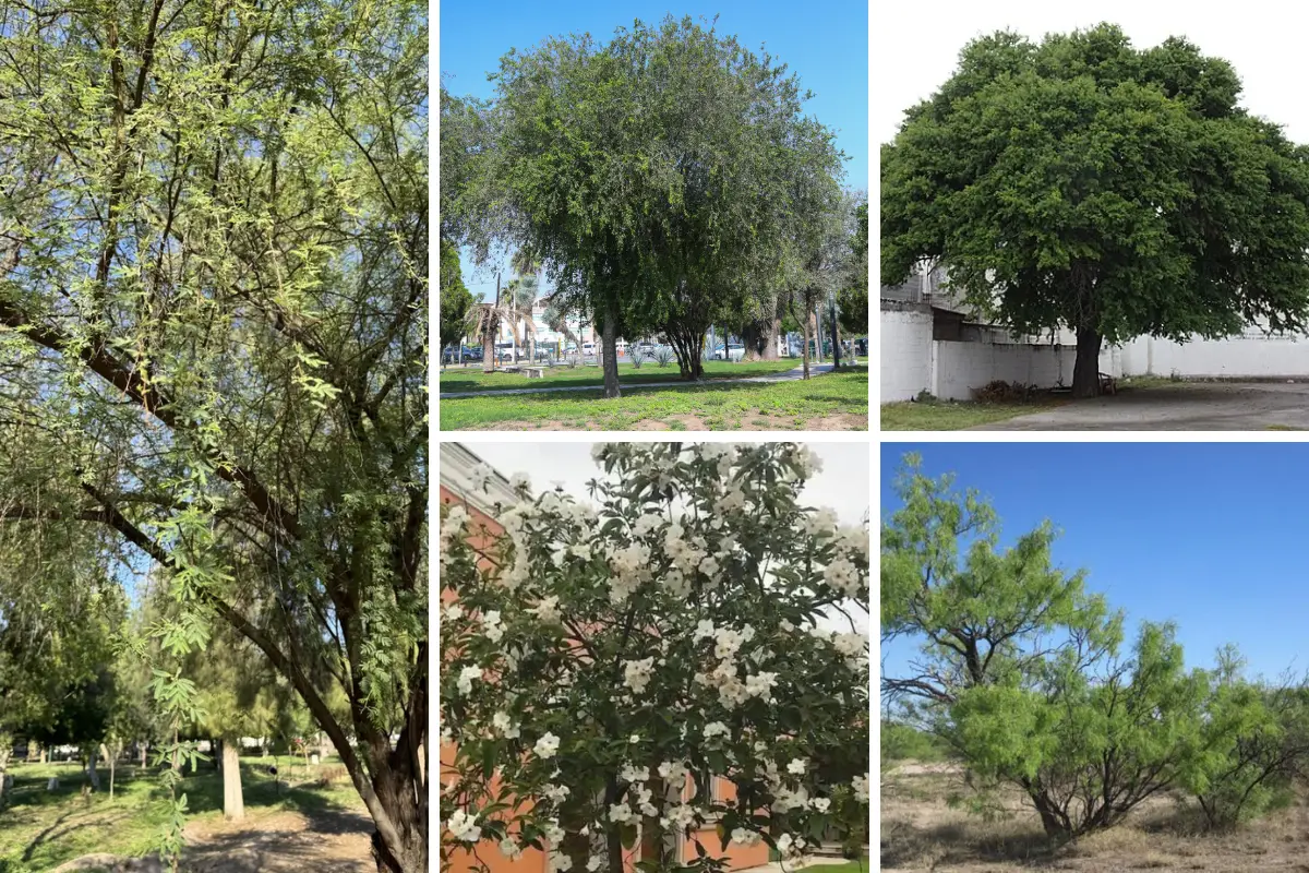 Tamaulipas cuenta con gran variedad de especies de árboles nativos resistentes a la sequía y los suelos pobres. Foto: Carlos García
