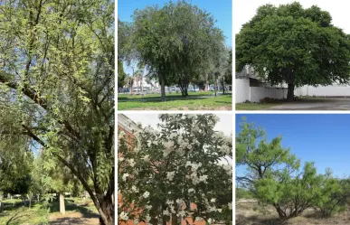 Día del Árbol: 5 especies ideales para plantar en Tamaulipas