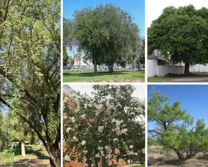 Día del Árbol: 5 especies ideales para plantar en Tamaulipas