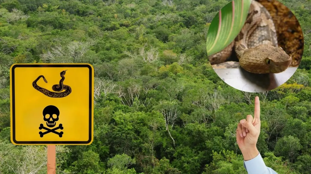 5 especies de serpientes venenosas que debes tener cuidado en Yucatán
