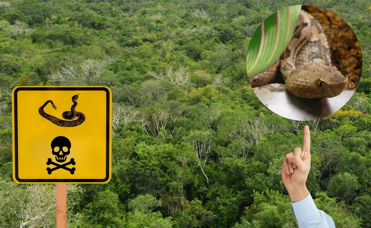 ¿Cuáles son las serpientes venenosas más peligrosas de Yucatán? Foto: Canva | Wikimedia Common