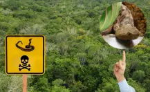 5 especies de serpientes venenosas que debes tener cuidado en Yucatán
