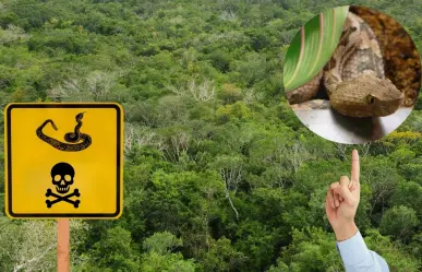 5 especies de serpientes venenosas que debes tener cuidado en Yucatán