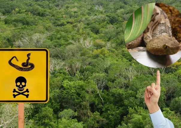 5 especies de serpientes venenosas que debes tener cuidado en Yucatán