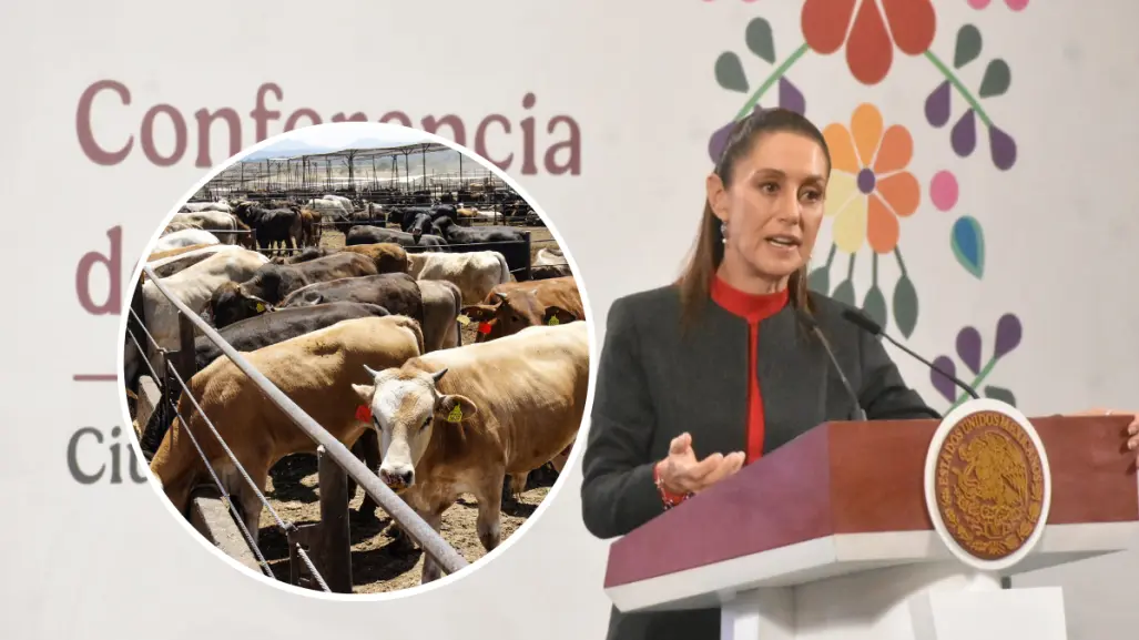 Claudia Sheinbaum llama totalmente exagerado cierre de EU a ganado mexicano por gusano barrenador