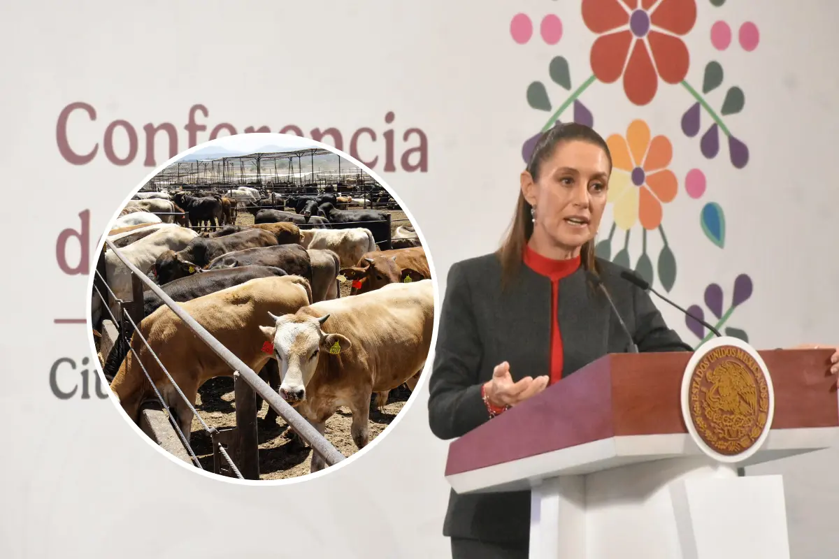 Claudia Sheinbaum y ganado mexicano. Foto: Enrique Pérez Huerta / Gobierno de México