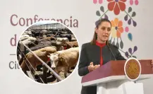 Claudia Sheinbaum llama totalmente exagerado cierre de EU a ganado mexicano por gusano barrenador