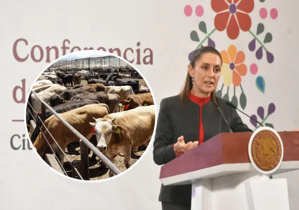 Claudia Sheinbaum llama totalmente exagerado cierre de EU a ganado mexicano por gusano barrenador