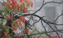 Las escasas lluvias en BCS trajeron muchos zancudos: repelentes y remedios naturales contra los mosquitos