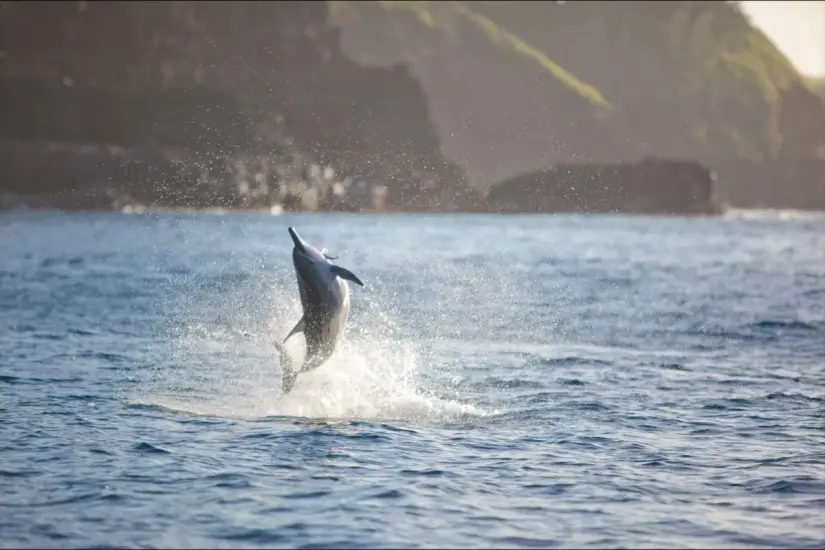 El delfín girador, famoso por sus saltos y giros en el aire, es común en estas aguas. Foto: Animalia.bio